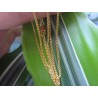 Цепочка 18kgp